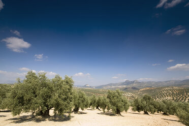 Spanien, Andalusien, Olivenbäume in der Sierra de Rute - MSF002846
