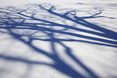 Deutschland, Schatten eines Baumes auf Schnee im Winter - JTF000339