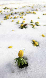 Deutschland, Winter-Aconit im Schnee - JTF000340