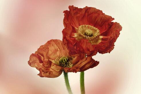 Germany, Baden Wuerttemberg, Red poppies, close up - BSTF000031