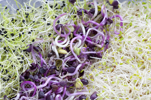 Gemischte Sprossen, Alfalfa, Zwiebeln, Rettich, Nahaufnahme, lizenzfreies Stockfoto