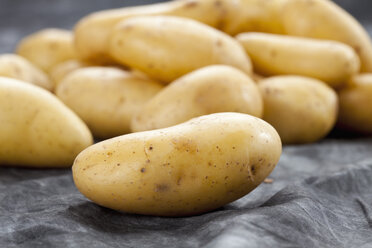 Kartoffeln auf grauem Hintergrund, Nahaufnahme - CSF018186
