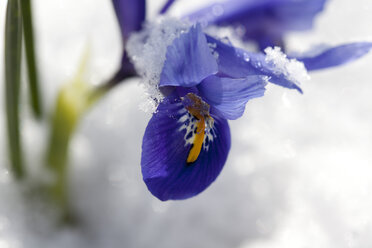 Blaue Zwergiris mit Schnee, Nahaufnahme - CSF018248