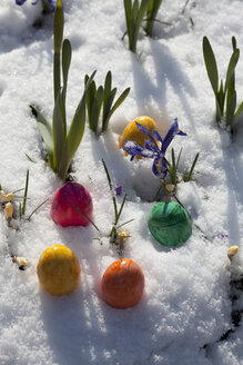 Ostereier und blaue Zwergiris im Schnee, Nahaufnahme - CSF018247