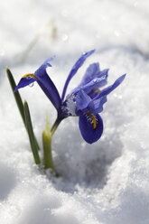 Blaue Zwergiris auf Schnee, Nahaufnahme - CSF018236