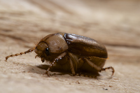 June Beetle, close up stock photo