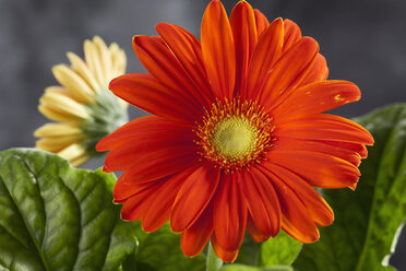 Orangefarbene und gelbe Gerbera-Blüte, Nahaufnahme - CSF018470