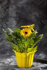 Gelbe Gerbera-Blüten im Topf, Nahaufnahme - CSF018472