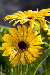 Gelbe Gerbera-Blüten, Nahaufnahme - CSF018386