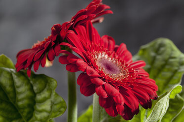 Rote Gerbera-Blüten, Nahaufnahme - CSF018368