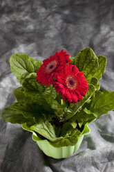 Rote Gerbera-Blüten im Topf, Nahaufnahme - CSF018369