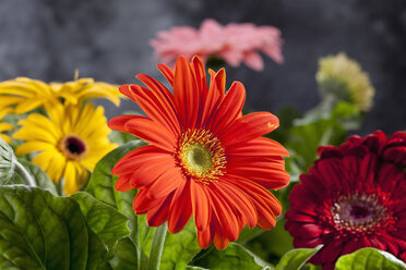 Vielfalt der Gerbera-Blüten, Nahaufnahme - CSF018372