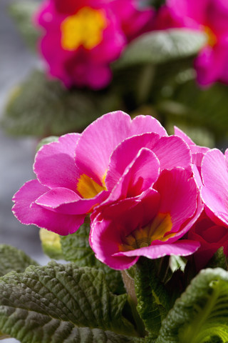 Rosa Schlüsselblume, Nahaufnahme, lizenzfreies Stockfoto