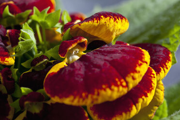 Rote und gelbe Pantoffelblüten, Nahaufnahme - CSF018389