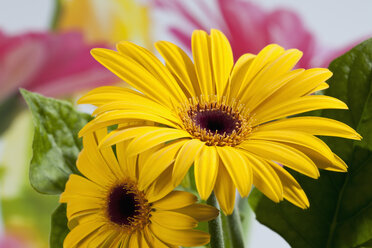 Gelbe Gerbera-Blüten, Nahaufnahme - CSF018422