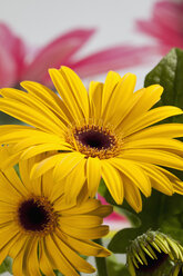 Gelbe Gerbera-Blüten, Nahaufnahme - CSF018423