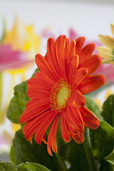 Orangefarbene Gerbera-Blüten, Nahaufnahme - CSF018424