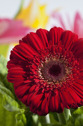 Rote Gerbera-Blüte, Nahaufnahme - CSF018426