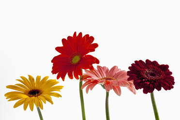 Vielfalt der Gerbera-Blüten, Nahaufnahme - CSF018427