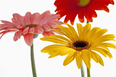 Variety of gerbera flowers, close up - CSF018429