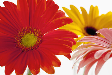 Vielfalt der Gerbera-Blüten, Nahaufnahme - CSF018431