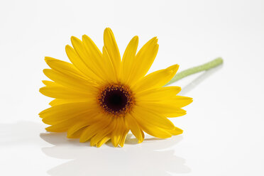 Gelbe Gerbera-Blüte auf weißem Hintergrund, Nahaufnahme - CSF018433