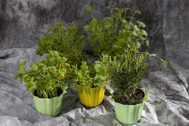 Sage, basil, bob basil, lemon balm and rosemary herb in pots on grey background - CSF018443