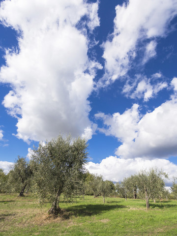 Italien, Olivenbäume, lizenzfreies Stockfoto