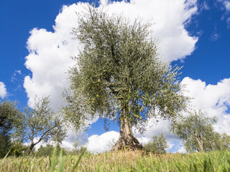 Italy, Olive trees - LFF000501