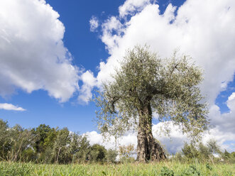 Italy, Olive trees - LFF000503