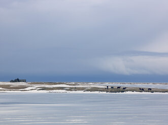 Island, Blick auf Snaefellsnes, Islandpferde, Ponys auf schneebedeckter Weide mit alter Hausruine - BSCF000268