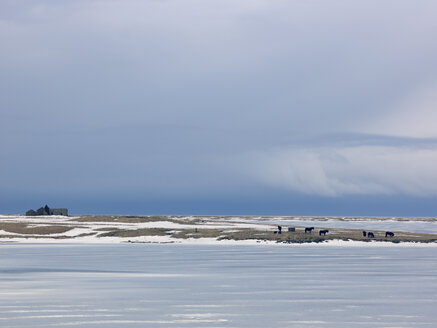 Iceland, View of Snaefellsnes, Islandic horses, ponies on snow covered pasture with old ruine house - BSCF000268