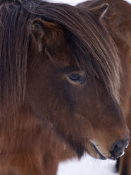 Iceland, Icelandic horse, close up - BSC000270