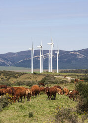 Spanien, grasende Kühe und Windmühle im Hintergrund - WW002871