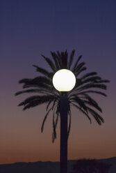 Spain, View of lantern and palm tree at Costa del Sol - WWF002889