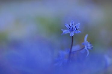Germany, Baden Wuerttemberg, Scilla, close up - BST000032