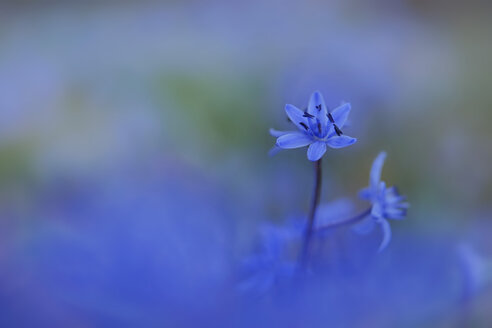 Germany, Baden Wuerttemberg, Scilla, close up - BST000032