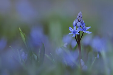 Deutschland, Baden Württemberg, Scilla Blume, Nahaufnahme - BST000035