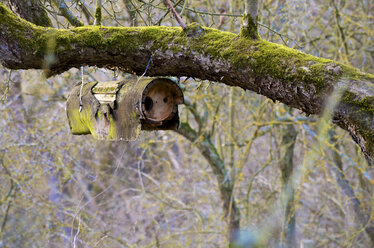 Germany, Hesse, Birds nest on tree - MHF000161
