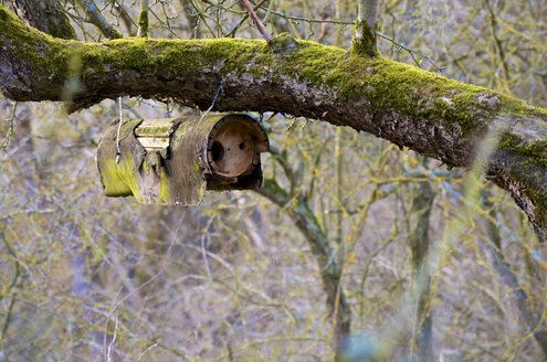 Deutschland, Hessen, Vogelnest auf Baum - MHF000161