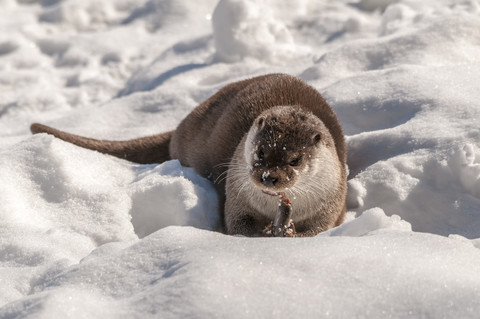 Deutschland, Brandenburg, Fischotter frisst Fische im Winter, lizenzfreies Stockfoto