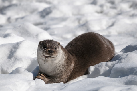 Deutschland, Brandenburg, Fischotter frisst Fische im Winter, lizenzfreies Stockfoto