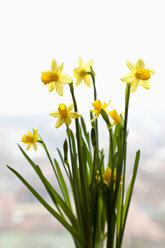 Germany, Wuerzburg, View of narcissus - NDF000377