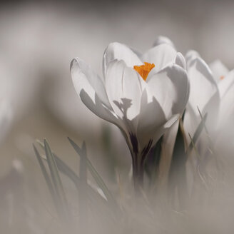 Germany, Baden Wuerttemberg , White Crocus flower, close up - BSTF000033