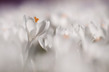 Germany, Baden Wuerttemberg, White Crocus flower, close up - BST000034