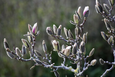 Deutschland, Würzburg, Magnolienblüte im Frühling - NDF000346