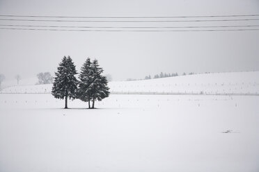 Deutschland, Winterlandschaft mit Bäumen - NDF000350
