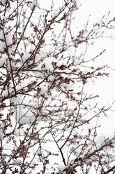 Deutschland, Kirschblütenbaum im Winter - ND000380