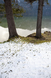 Deutschland, Blick auf Baumstämme im Winter - NDF000352