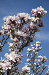 Deutschland, Würzburg, Magnolienblüten im Garten, Nahaufnahme - NDF000361